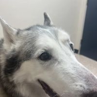 Houston Humane Society Animal Clinic ico