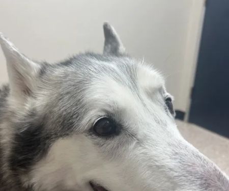 Houston Humane Society Animal Clinic