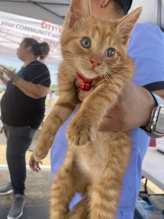 CityVAX (Low Cost Pet Vaccinations) Picture 1