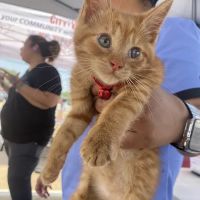 CityVAX (Low Cost Pet Vaccinations) ico