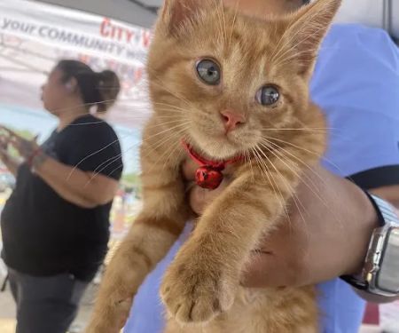 CityVAX (Low Cost Pet Vaccinations)
