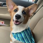 Pearland Canine Resource Center