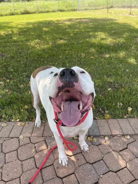 Pearland Canine Resource Center Picture 6