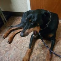 Family Friends Veterinary Hospital ico
