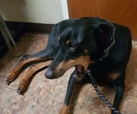Family Friends Veterinary Hospital