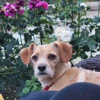 Banfield Pet Hospital ico