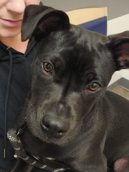 VCA Mather Animal Medical Center Picture 5
