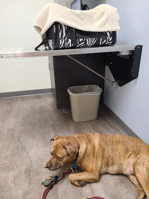 VCA Mather Animal Medical Center Picture 2