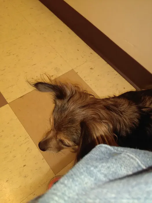 VCA Mather Animal Medical Center Picture 1