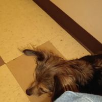 VCA Mather Animal Medical Center ico