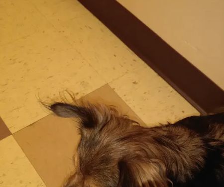 VCA Mather Animal Medical Center