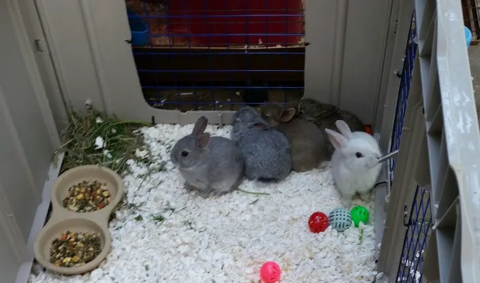 VCA Mather Animal Medical Center Picture 9