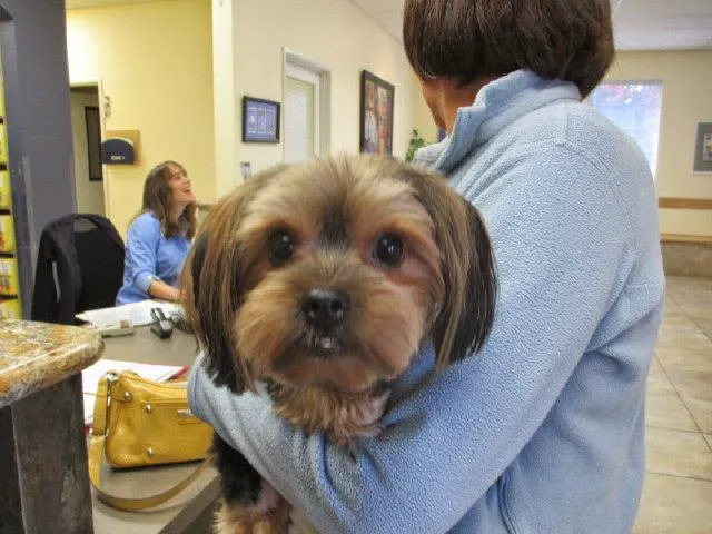 VCA Cordova Veterinary Dentistry Center Picture 2