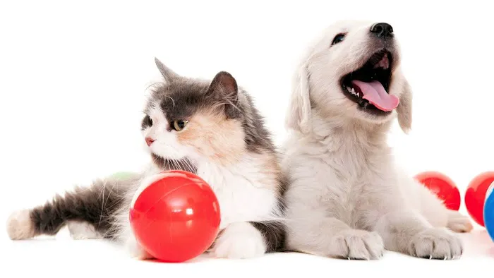 VCA Cordova Veterinary Dentistry Center Picture 3