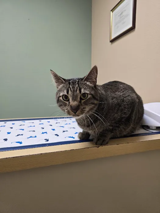 Abel Pet Clinic Picture 3