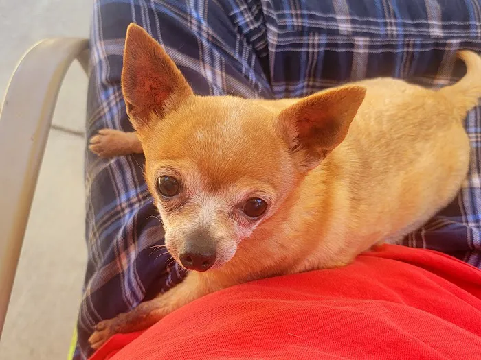 Abel Pet Clinic Picture 9