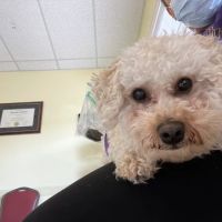 Abel Pet Clinic ico