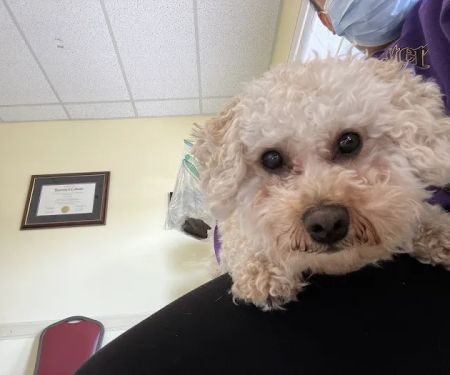 Abel Pet Clinic