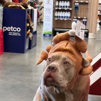 Vetco Total Care Animal Hospital ico
