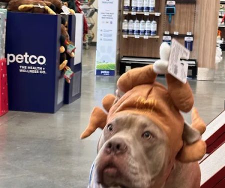 Vetco Total Care Animal Hospital