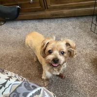Banfield Pet Hospital ico