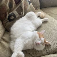 Laguna Creek Veterinary Hospital ico