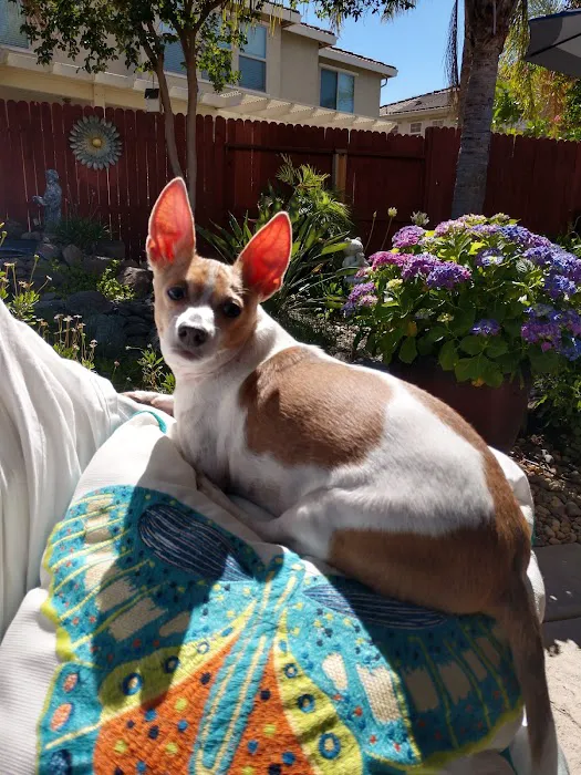 Laguna Creek Veterinary Hospital Picture 10