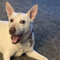 Animal Care Center ico