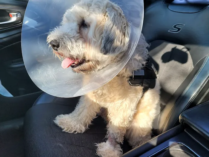 Banfield Pet Hospital Picture 7