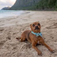 VCA Elk Grove Animal Hospital ico