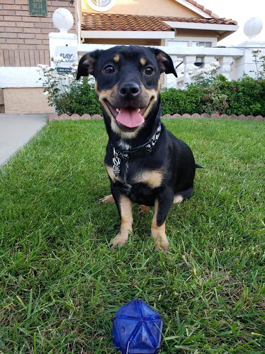 VCA Elk Grove Animal Hospital Picture 8