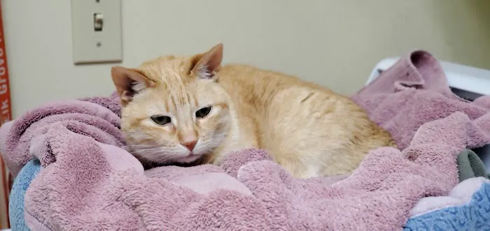 VCA Elk Grove Animal Hospital Picture 9