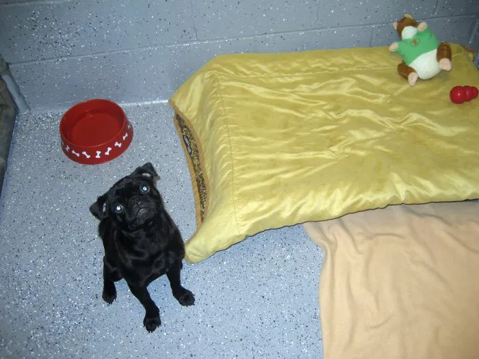 VCA Elk Grove Animal Hospital Picture 4