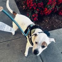 Petlove Veterinary Hospital ico