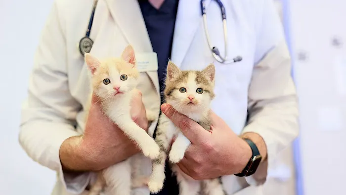 VCA Sunset Animal Medical Center Picture 6