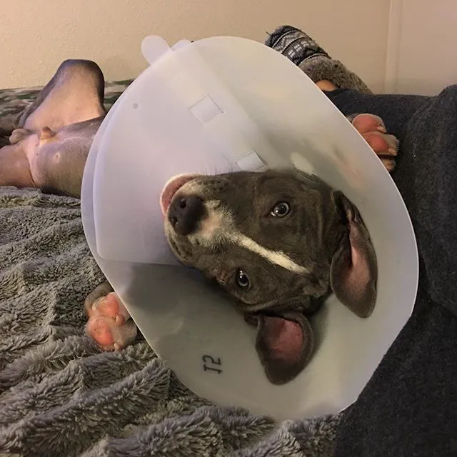 VCA Sunset Animal Medical Center Picture 2