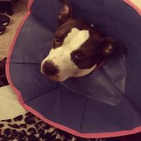 VCA Sunset Animal Medical Center ico