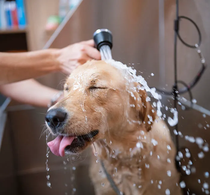 Cherry Creek Veterinary Hospital Picture 3