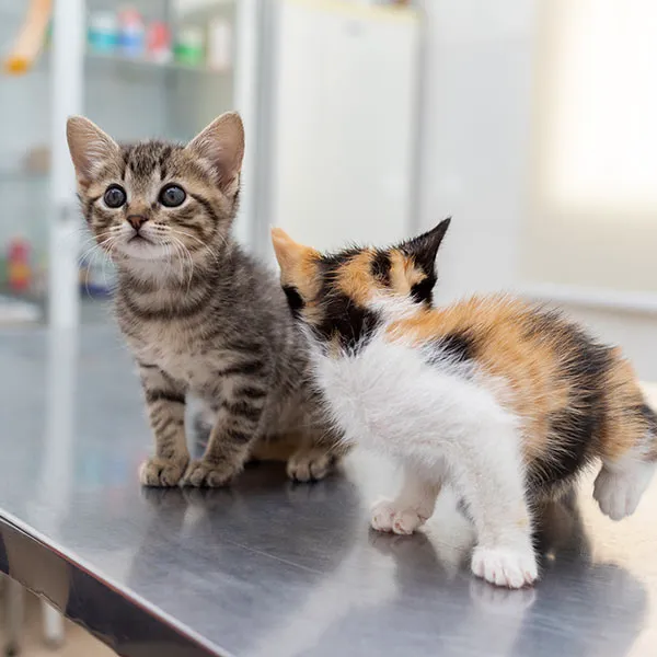 Cherry Creek Veterinary Hospital Picture 1