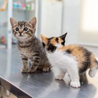 Cherry Creek Veterinary Hospital ico