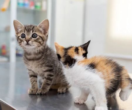 Cherry Creek Veterinary Hospital