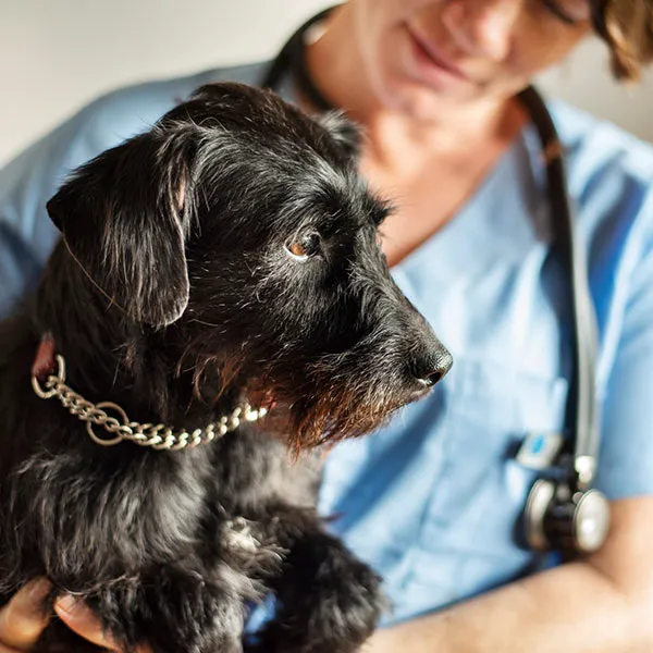 Cherry Creek Veterinary Hospital Picture 4