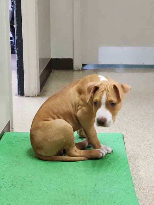 Indian River Veterinary Hospital Picture 6