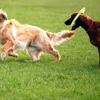 Indian River Veterinary Hospital ico