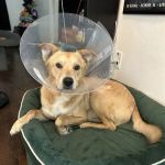 Veterinary Emergency & Specialty of Tidewater