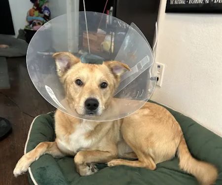 Veterinary Emergency & Specialty of Tidewater