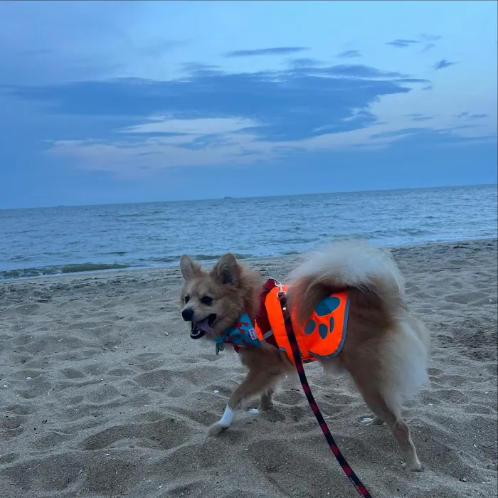 Veterinary Emergency & Specialty of Tidewater Picture 4