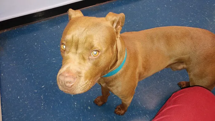 VCA Animal Care Center Picture 1