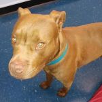VCA Animal Care Center