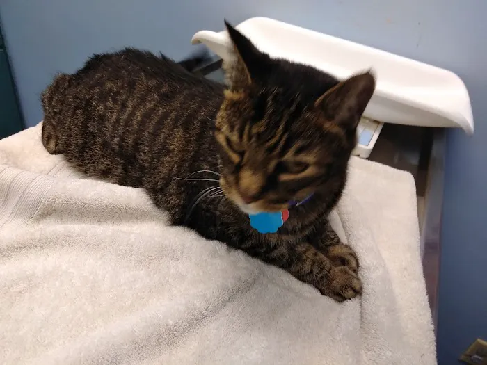VCA Animal Care Center Picture 2